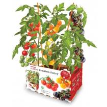 FERRCASH 134851 - HUERTO URBANO TOMATE CHERRY BA